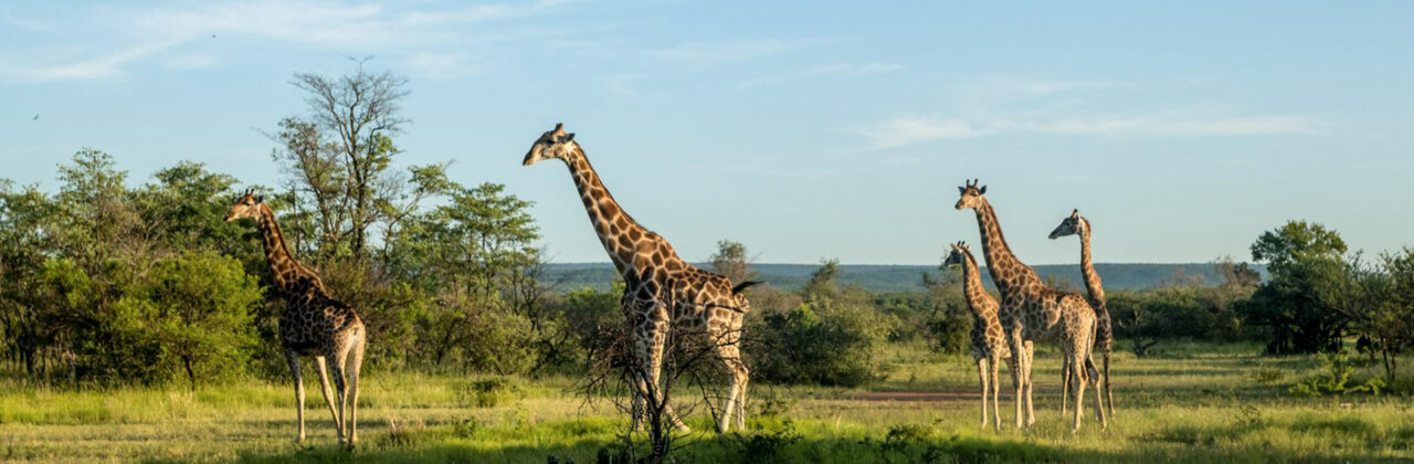 Bushwa Private Game Lodge